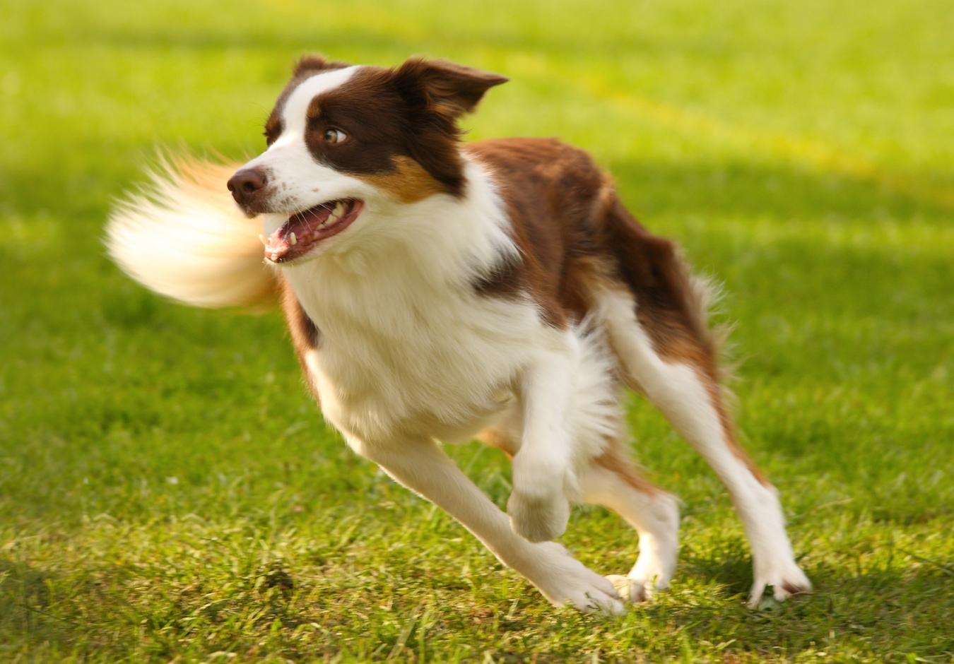 Cane Border Collie corre velocemente su un prato verde, pieno di energia.