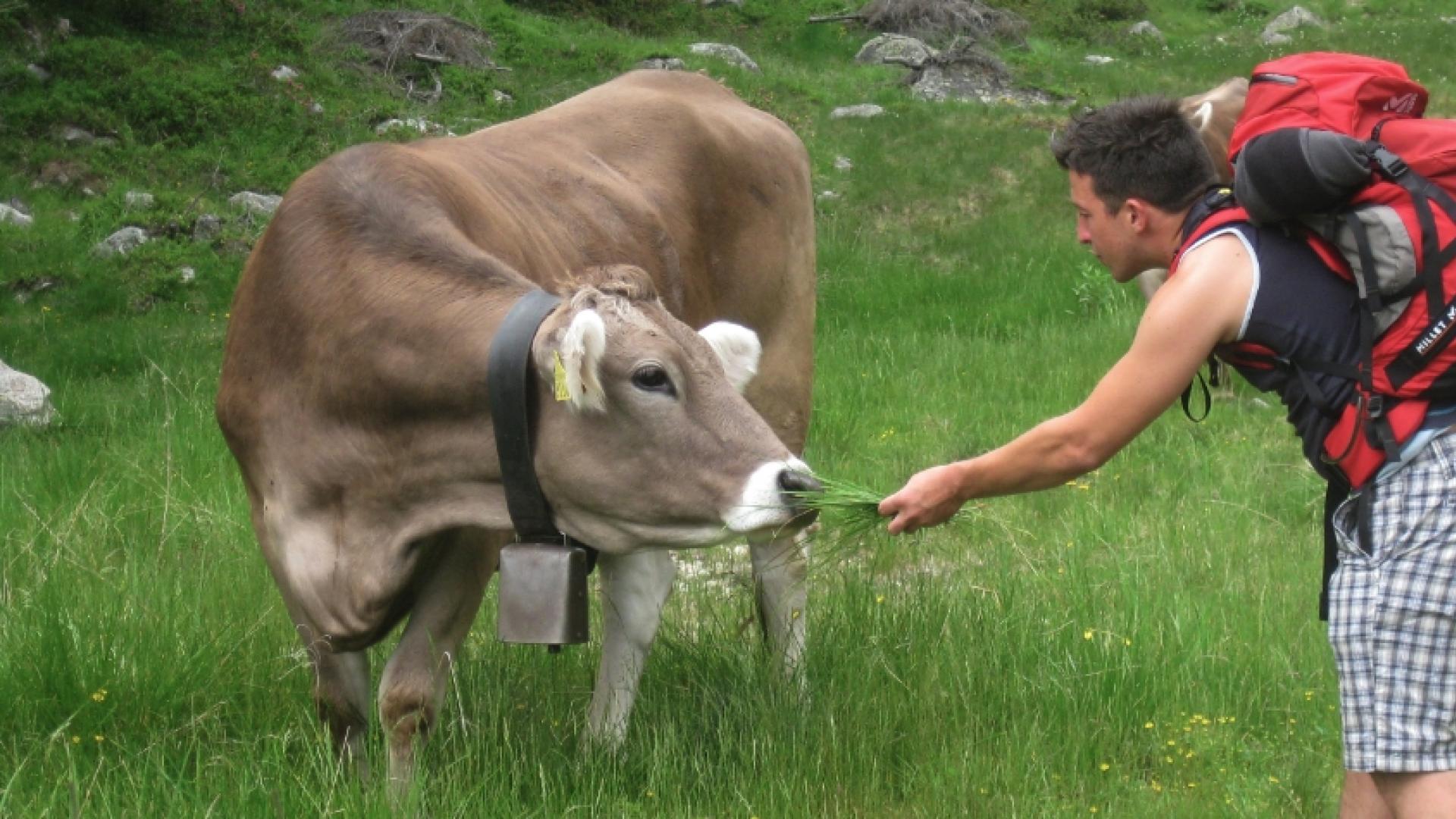 Escursionista nutre una mucca in un prato verde, indossando uno zaino rosso.